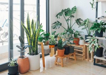 10 Essential Tips for Healthy Indoor Plants