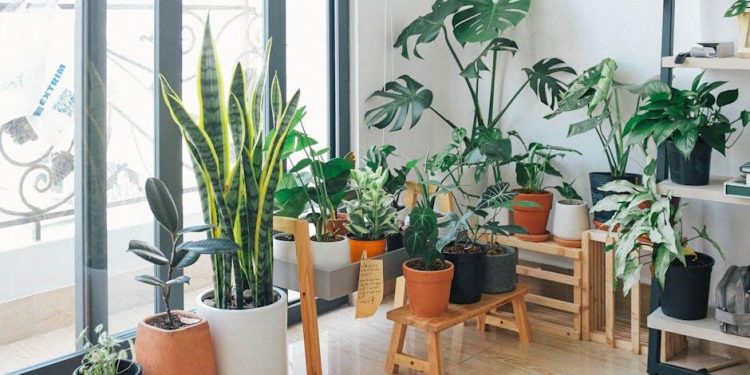 10 Essential Tips for Healthy Indoor Plants