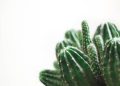 How to Create a Stunning Succulent Garden: Expert Tips