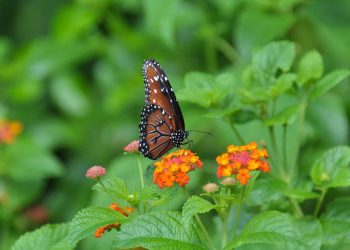 Tips for Growing Your Own Cut Flowers: Bring Beauty Indoors