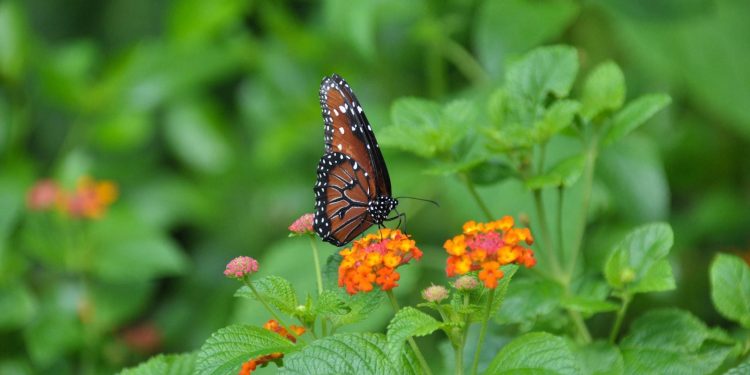 Tips for Growing Your Own Cut Flowers: Bring Beauty Indoors