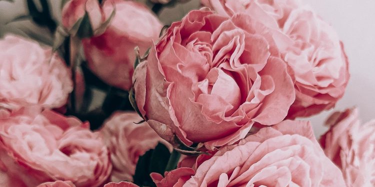 All About Roses: Growing Tips for Beautiful Blooms