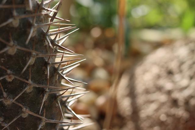 Secrets of Successful Xeriscaping: Designing a Water-Wise Garden