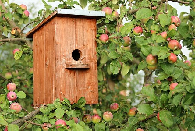 Build Your Own Birdhouse: Fun DIY⁣ Project for Bird‌ Lovers