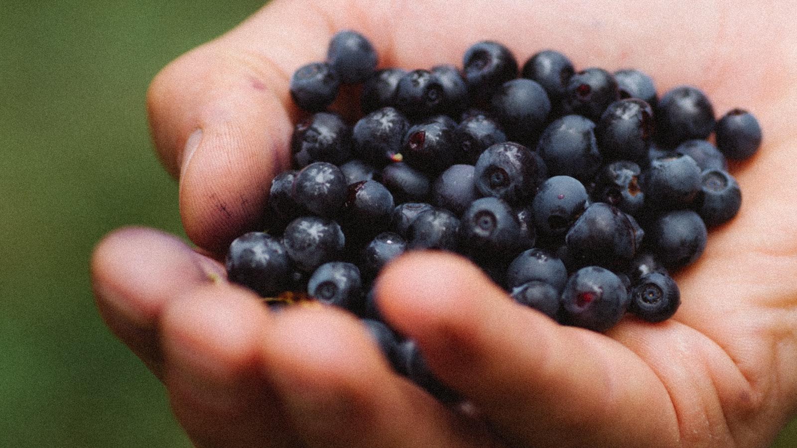 A Guide to Growing Berries: From Strawberries to Blueberries